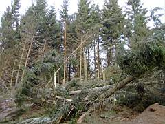 050129-Kvarnfallet 005.jpg